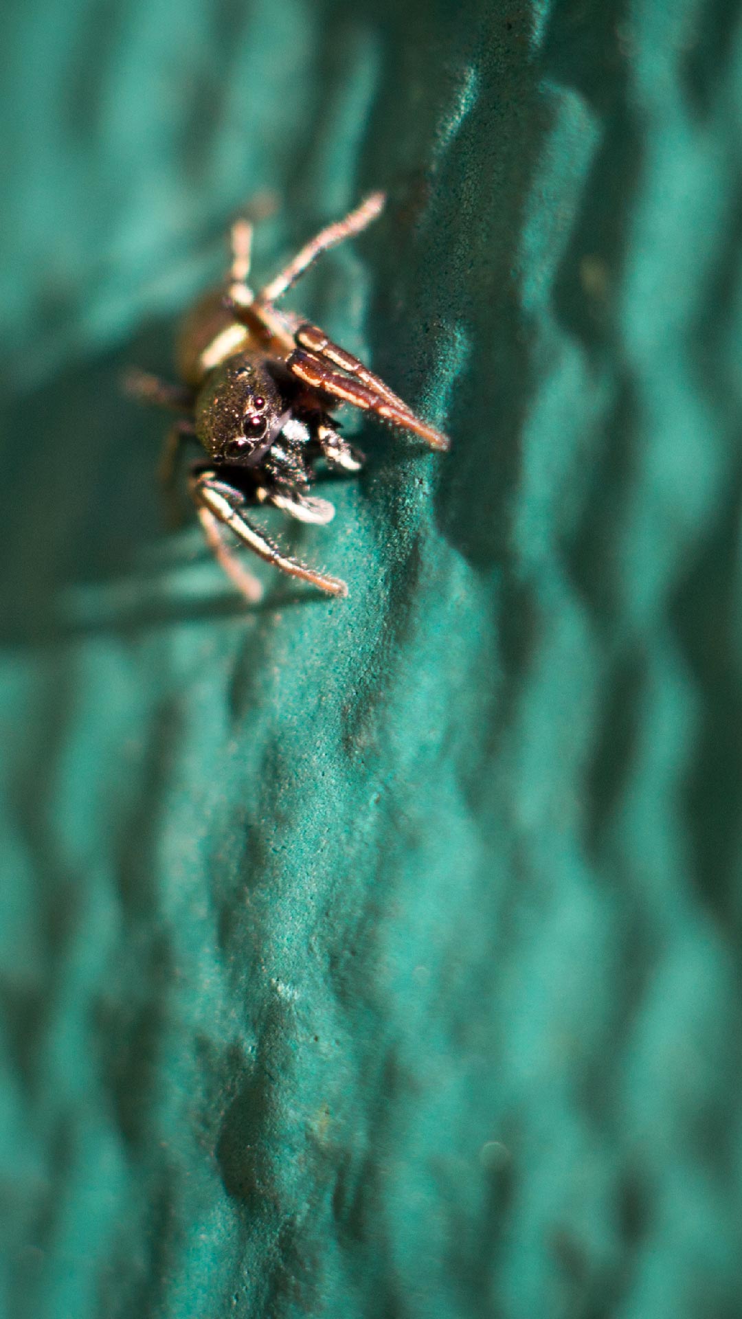 Little gold jumping spider