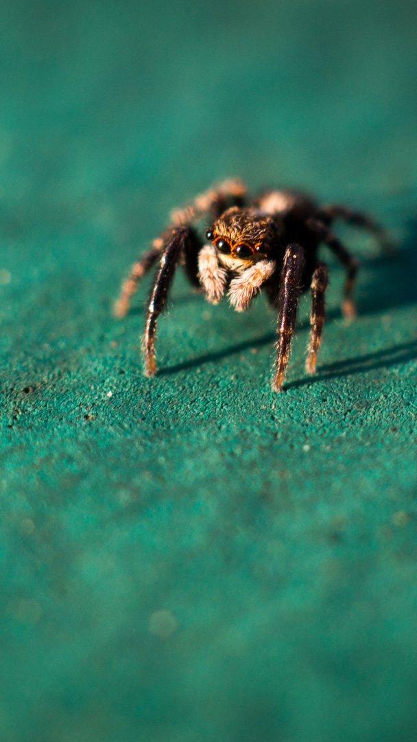Little jumping spider