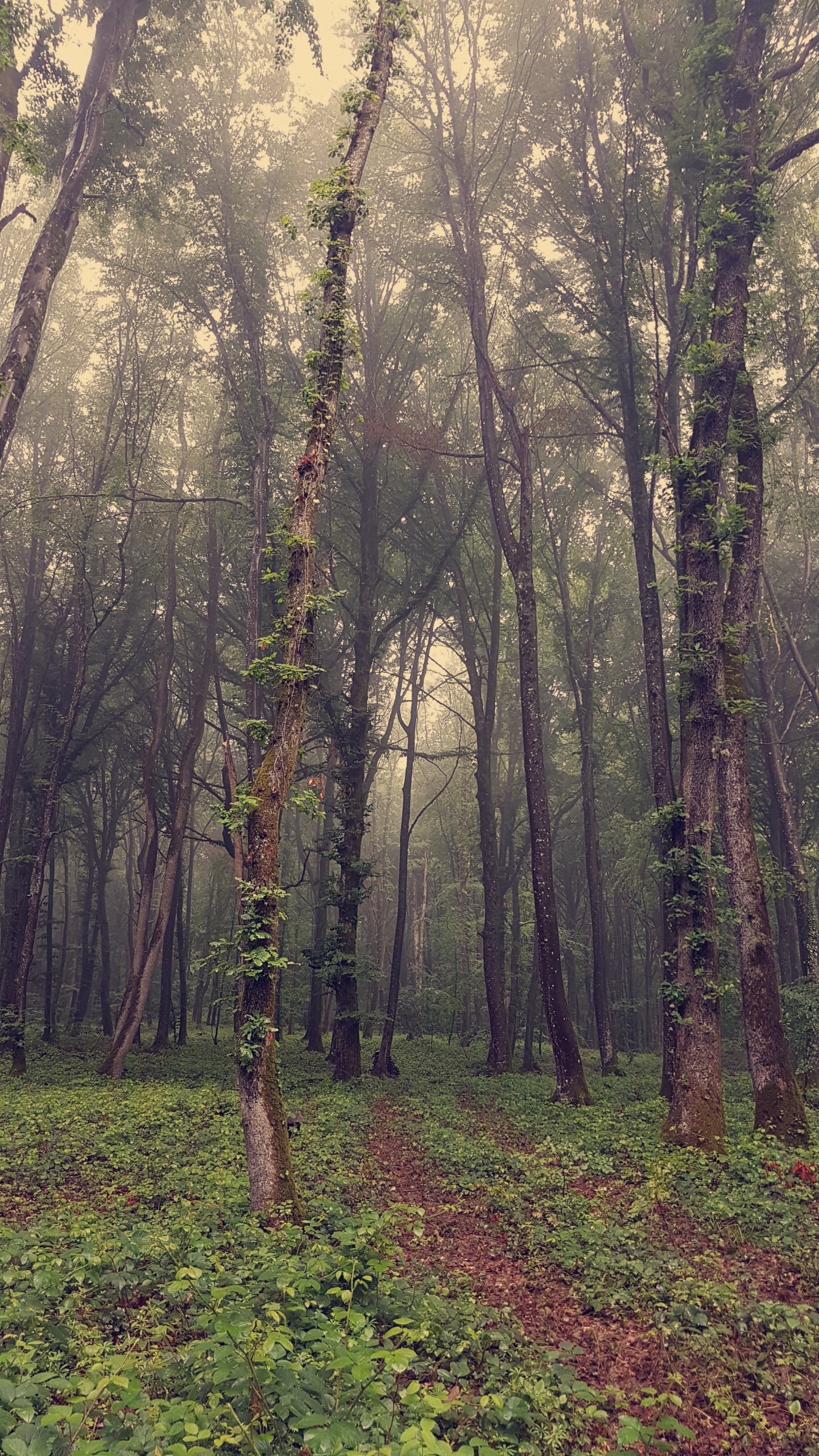 Foggy forest in rainy weather