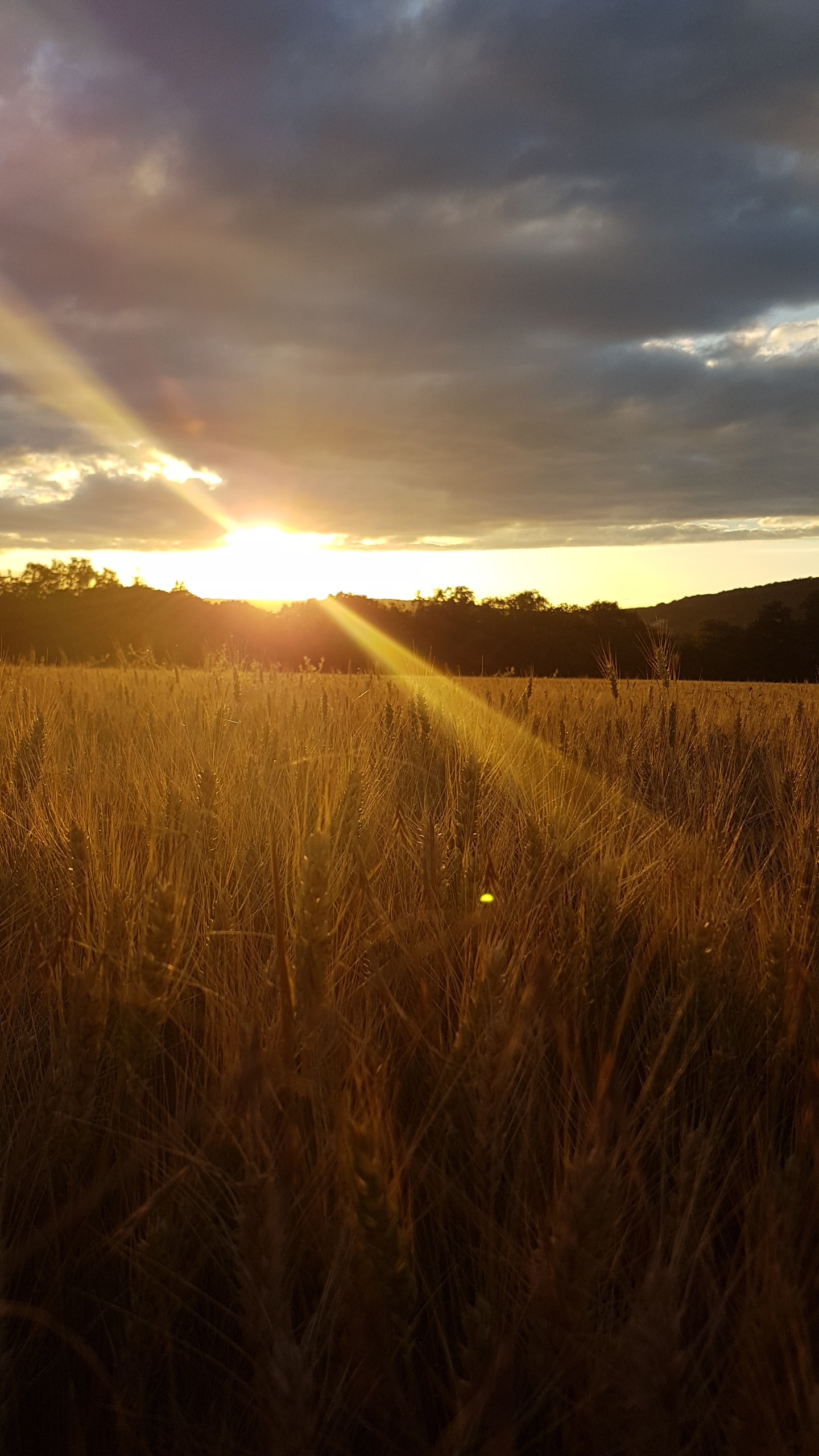 Sunset over a wheat field